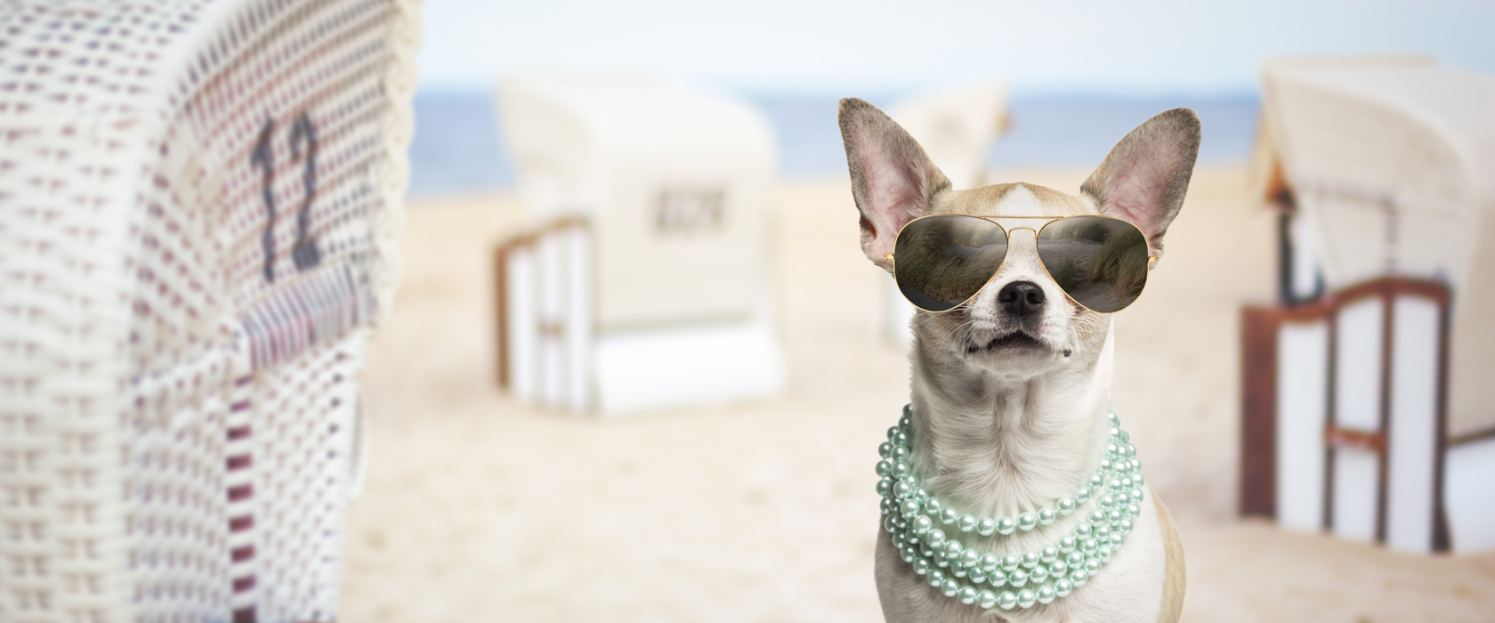 Chihuahua mit Sonnenbrille und Perlenkette am Strand mit Strandkörben im Hintergrund
