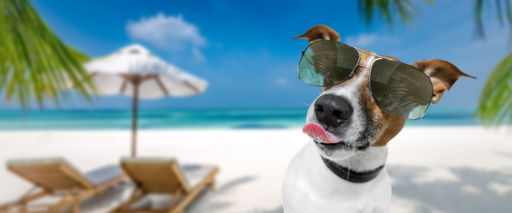 Jack Russel Terrier mit Sonnenbrille am Strand mit Sonneliegen und Sonnenschirm im Hintergrund