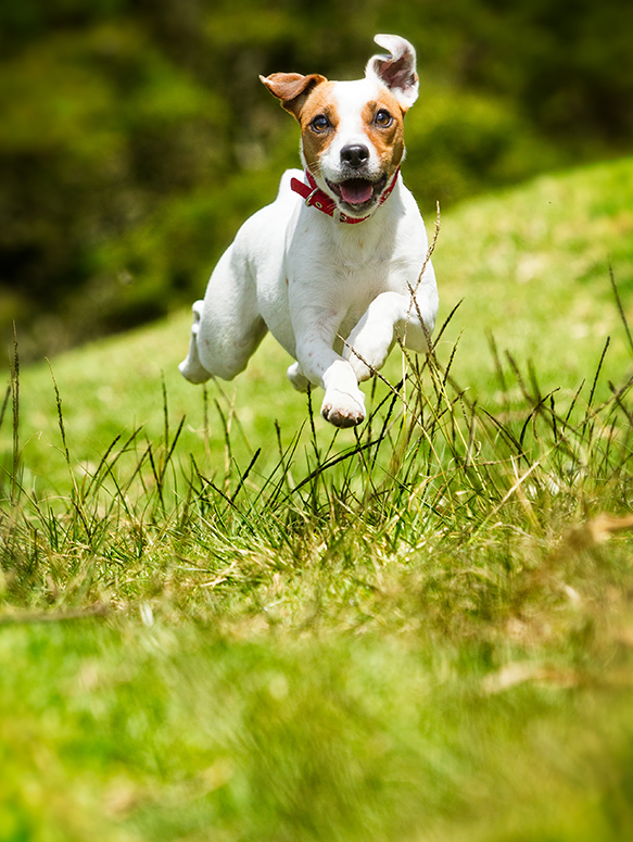 Jack Russel Terrier läuft über gerne Wiese