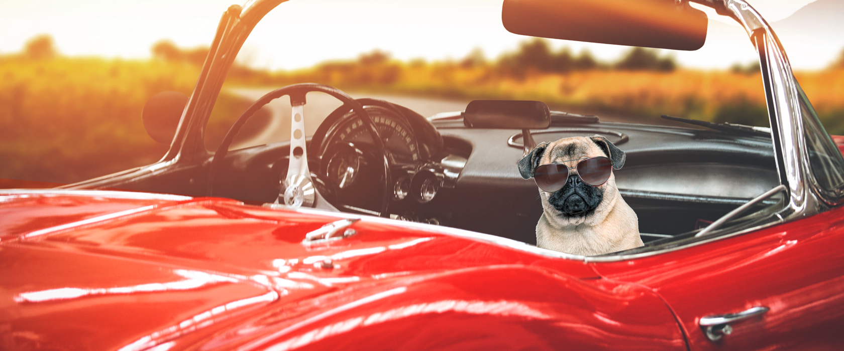 Mops mit Sonnenbrille im offenen roten Oldtimer