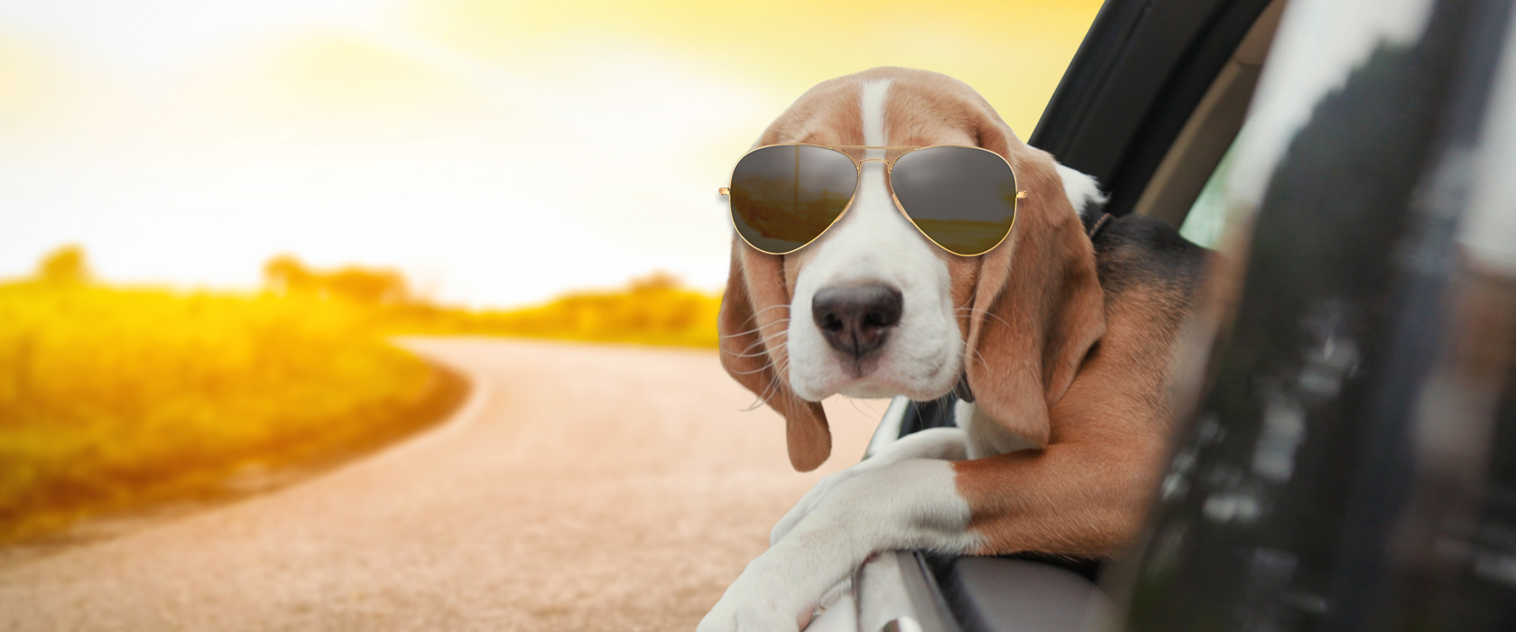 Beagle mit Sonnenbrille der seitlich aus Autofenster  lehnt mit Sonnenuntergang im Hintergrund