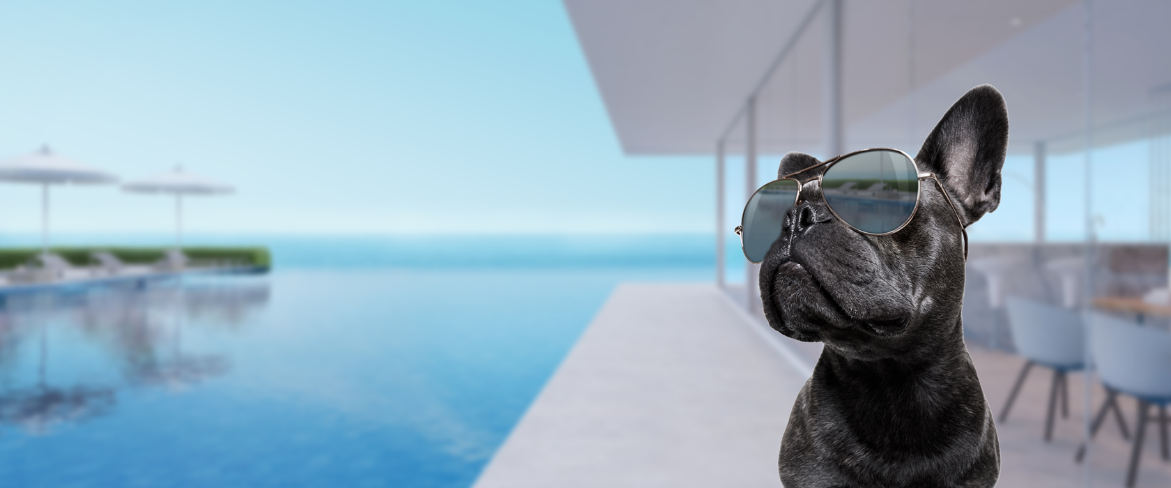 Französische Bulldogge schwarz mit Sonnenbrille neben Infinitypool
